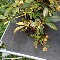 Rododendro