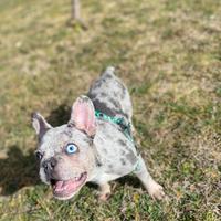 Bulldog francese Merlè (cane da monta)