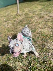 Bulldog francese Merlè (cane da monta)