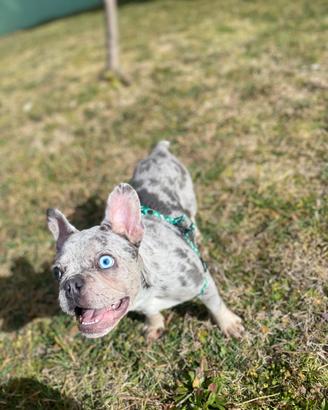 Bulldog francese Merlè (cane da monta)