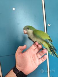 Pappagallo parrocchetto Monaco