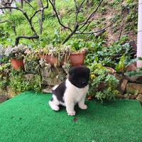 Cucciolo Akita americano pedigree ENCI