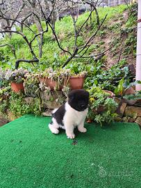 Cucciolo Akita americano pedigree ENCI