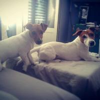 Veri Cuccioli di Jack Russell