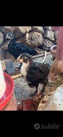 Galline