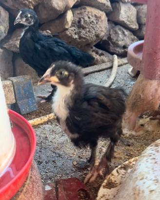 Galline