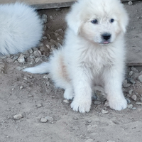 Pastore maremmano abruzzese