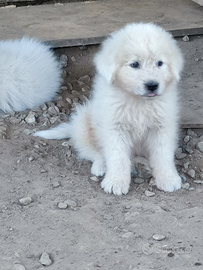 Pastore maremmano abruzzese