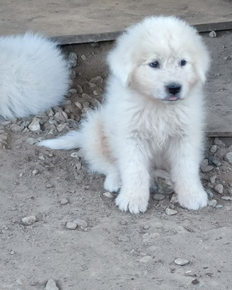 Pastore maremmano abruzzese