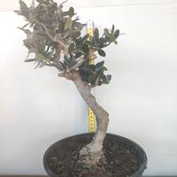 Ulivo prebonsai U03