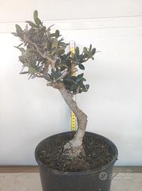 Ulivo prebonsai U03