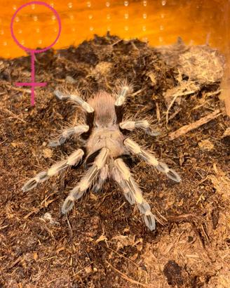 Coppia Nhandu chromatus migali