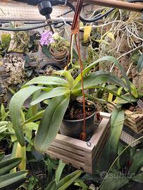 Paphiopedilum