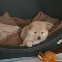 Cucciolo shiba inu