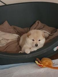 Cucciolo shiba inu