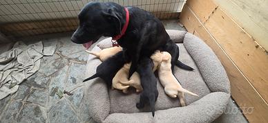Cuccioli di Labrador