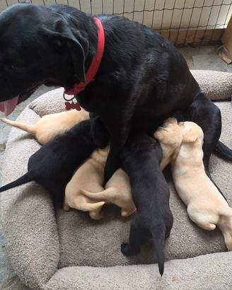 Cuccioli di Labrador