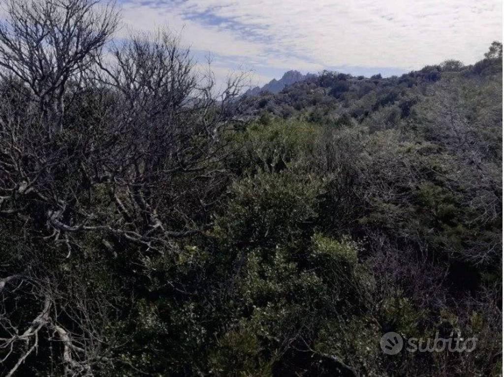 Immobile in asta di 12561 m² a Arzachena - Vista 2