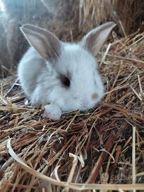 Cucciolo di ariete nano