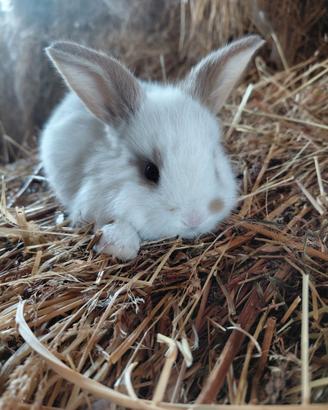Cucciolo di ariete nano