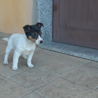 Cucciola di Jack russell