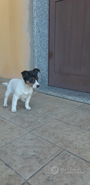 Cucciola di Jack russell