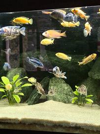 Ciclidi africani del lago malawi