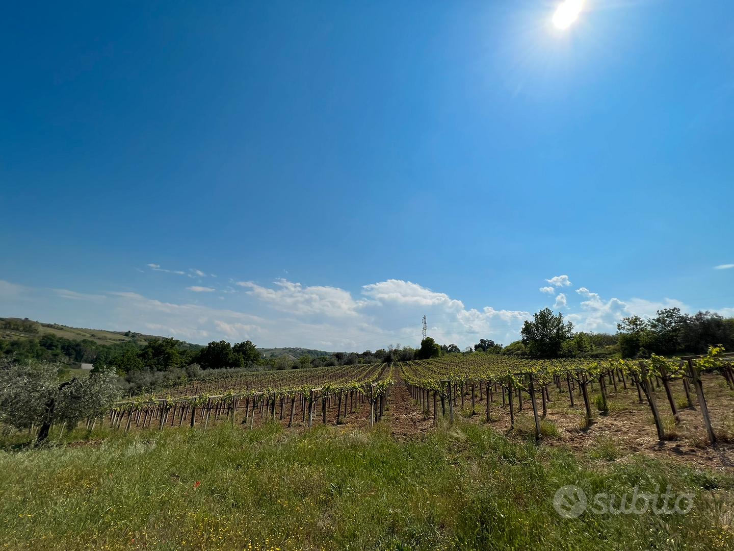 1 ettaro di terreno con vigneto DOC e uliveto - Vista 4