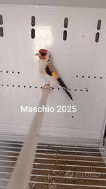 agata maschio 