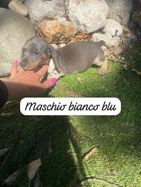 Cuccioli di bassotto nano