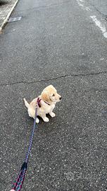 Cucciolo di golden Retriever