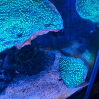 Corallo sps Montipora Verde