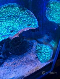 Corallo sps Montipora Verde