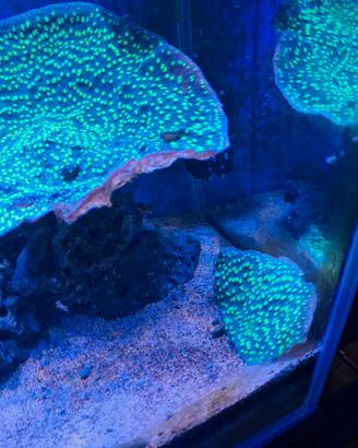 Corallo sps Montipora Verde