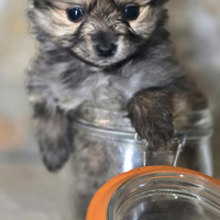 Spitz
