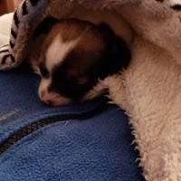 Vendita di cuccioli cihuahua