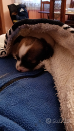 Vendita di cuccioli cihuahua