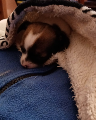 Vendita di cuccioli cihuahua