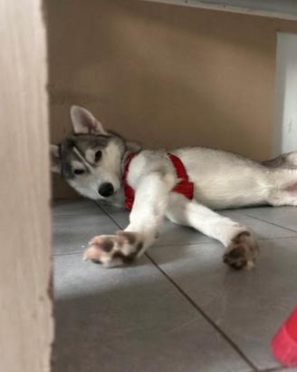 Husky