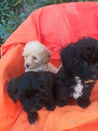 Maltipoo