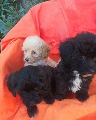 Maltipoo