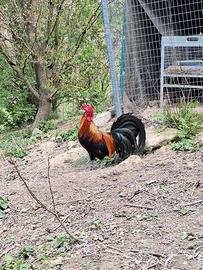 GALLI galletti polli gallo gallina