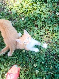 Gattini mix Maine coon
