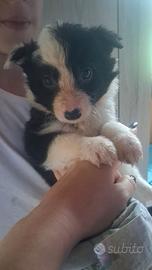 Cuccioli border collie