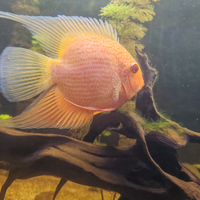 Heros severum