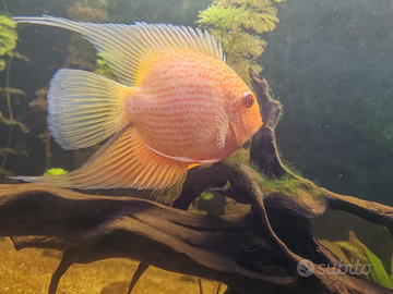 Heros severum