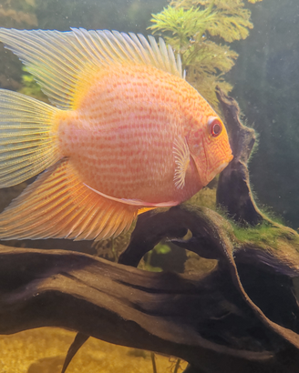 Heros severum