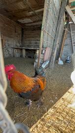 gallo marans 