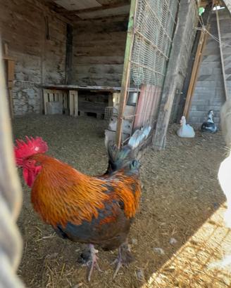 gallo marans 
