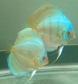 Diamont e rossi